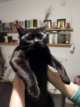 Клуб фелинологов-любителей  - IMG_20220111_193310.jpg