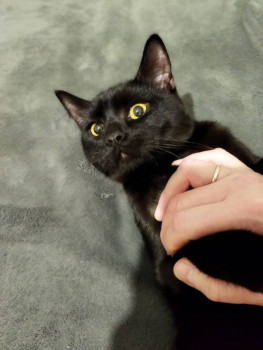 Клуб фелинологов-любителей  - IMG_20220111_193243.jpg