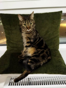 Клуб фелинологов-любителей  - IMG_20220111_223820.jpg