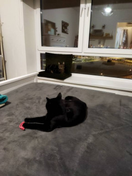 Клуб фелинологов-любителей  - IMG_20220111_215423.jpg