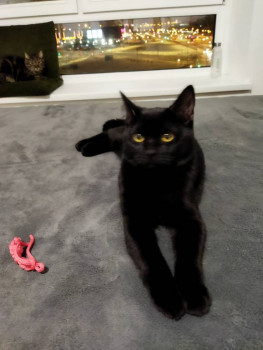 Клуб фелинологов-любителей  - IMG_20220111_214227.jpg