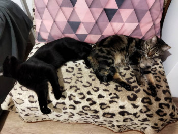 Клуб фелинологов-любителей  - IMG_20220113_235055.jpg