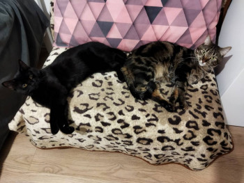 Клуб фелинологов-любителей  - IMG_20220113_235047.jpg