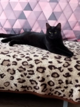 Клуб фелинологов-любителей  - IMG_20220113_125130.jpg