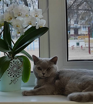 Клуб фелинологов-любителей  - IMG_20211214_154747.jpg