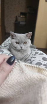 Клуб фелинологов-любителей  - IMG_20211126_211728.jpg