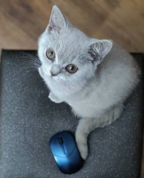 Здесь она ещё малышка. Кошка и мышка