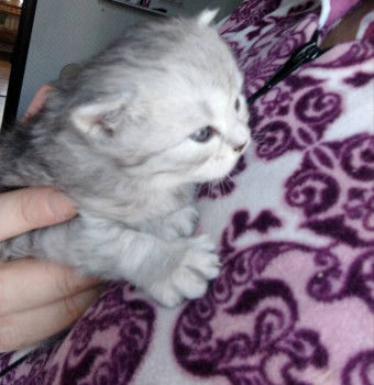 Клуб фелинологов-любителей  - IMG_20220117_155411.jpg