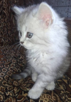 Клуб фелинологов-любителей  - IMG_20220117_155453.jpg