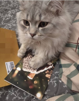 Клуб фелинологов-любителей  - IMG_20220117_155611.jpg