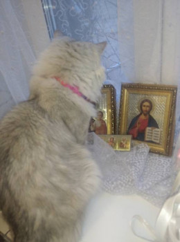 Клуб фелинологов-любителей  - IMG_20220131_234526.jpg