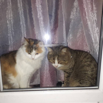 Клуб фелинологов-любителей  - 20220130_180335 (1).jpg