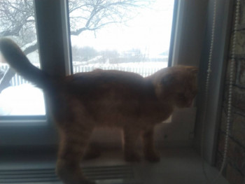 Клуб фелинологов-любителей  - IMG_20220203_165236.jpg