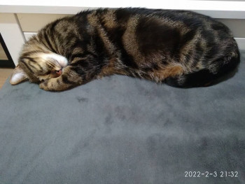 Клуб фелинологов-любителей  - IMG_20220203_213238.jpg