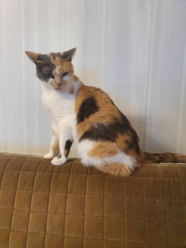 Клуб фелинологов-любителей  - 20220201_174426.jpg