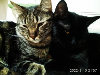 Клуб фелинологов-любителей  - IMG_20220210_225356_980.jpg