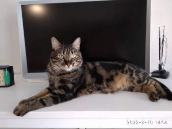 Клуб фелинологов-любителей  - IMG_20220210_195753_279.jpg