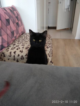 Клуб фелинологов-любителей  - IMG_20220210_112001.jpg