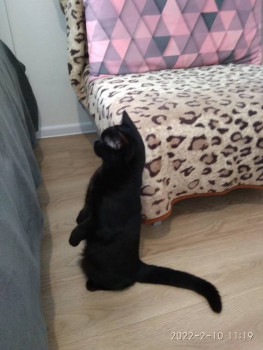 Клуб фелинологов-любителей  - IMG_20220210_111941.jpg