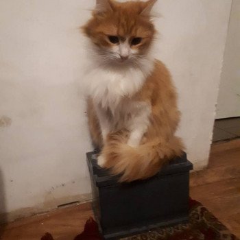 аккумулятор для чего поставили?правильно,чтобы котику было где посидеть отдохнуть