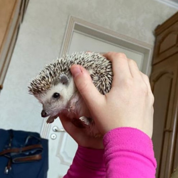 Всё о ежиках - IMG_20220210_130715_290.jpg