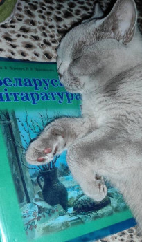 Клуб фелинологов-любителей  - IMG_20220218_085716.jpg