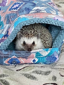 Всё о ежиках - IMG-20220218-WA0001.jpg