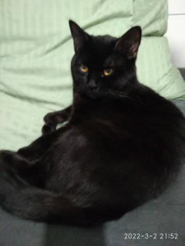 Стерилизовать или нет животное? - IMG_20220302_215251.jpg