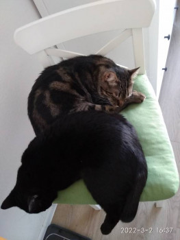 Стерилизовать или нет животное? - IMG_20220302_163724.jpg