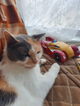 Клуб фелинологов-любителей  - 20220220_113523.jpg