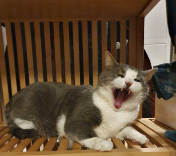 Клуб фелинологов-любителей  - 20220211_005712.jpg