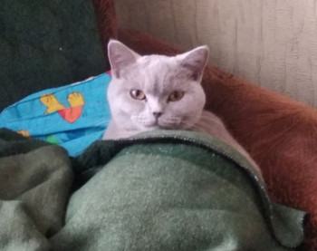 Клуб фелинологов-любителей  - IMG_20220303_131905.jpg