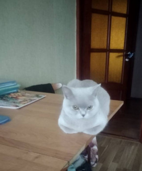 Клуб фелинологов-любителей  - IMG_20220303_132049.jpg