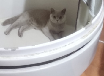 Клуб фелинологов-любителей  - IMG_20220303_132004.jpg