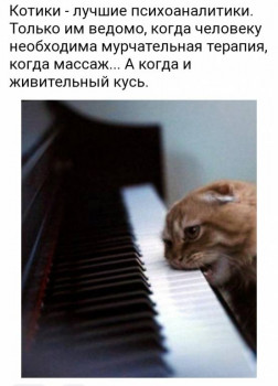 Клуб фелинологов-любителей  - IMG_20220306_000812.jpg