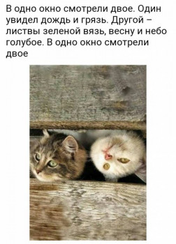 Клуб фелинологов-любителей  - IMG_20220306_001006.jpg