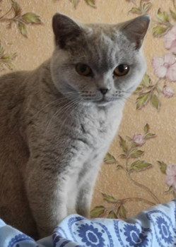 Клуб фелинологов-любителей  - IMG_20220311_105445.jpg