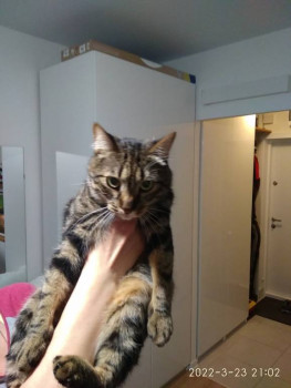 Клуб фелинологов-любителей  - IMG_20220323_210252.jpg