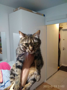 Клуб фелинологов-любителей  - IMG_20220323_210248.jpg