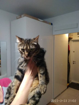 Клуб фелинологов-любителей  - IMG_20220323_210254.jpg