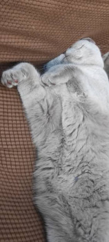 Клуб фелинологов-любителей  - IMG_20220320_012448.jpg