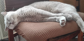 Клуб фелинологов-любителей  - IMG_20220326_171805.jpg