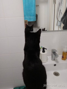 Клуб фелинологов-любителей  - IMG_20220327_093529.jpg