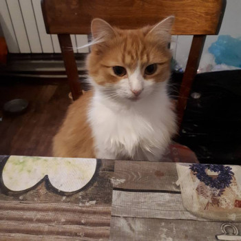 утром захожу на кухню и вижу,Умка хочет завтракать. И мяв такой,типа:ну?