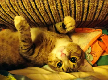 Кого из животных вы содержите? Фото приветствуется. - 1645111347387 (1).JPEG