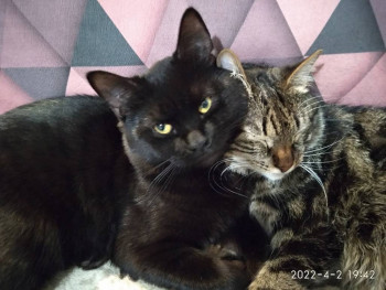 Клуб фелинологов-любителей  - IMG_20220402_194221.jpg