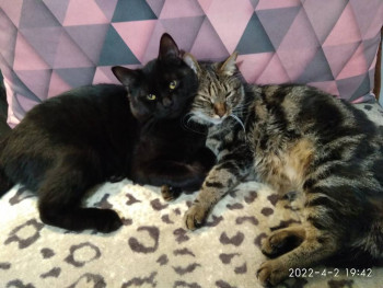 Клуб фелинологов-любителей  - IMG_20220402_194214.jpg