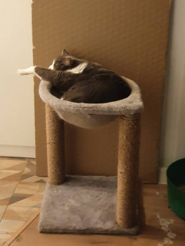 Клуб фелинологов-любителей  - 20220329_001748.jpg