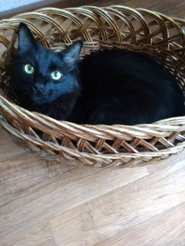 Следы их лапок навсегда в наших сердцах. Об ушедших питомцах - e4tDrbufNf4.jpg