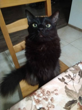 Следы их лапок навсегда в наших сердцах. Об ушедших питомцах - iKSSi0FMcRA.jpg